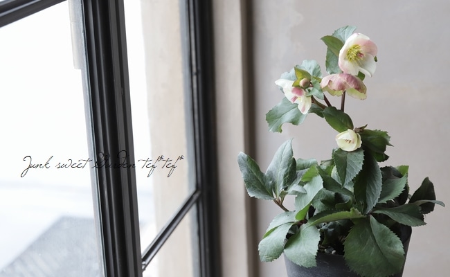 クリスマスローズ Ice N'roses 氷の薔薇 『ビアンコ』 | すべての商品