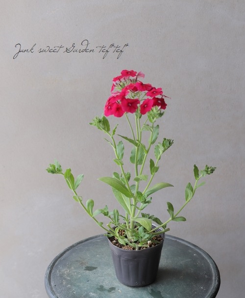 �ե��å������ɥ���ǥ����إ�åɡ�