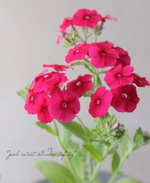 �ե��å������ɥ���ǥ����إ�åɡ�