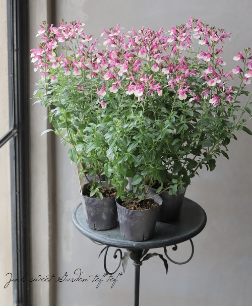 宿根サルビア・ミラージュ 『ローズバイカラー』 新色