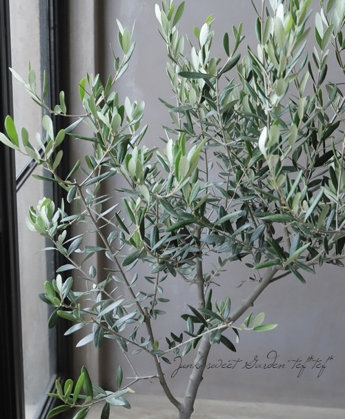 ꡼֡إå١ɤɳߺϲsouju ȥԥ꡼Ω No.5