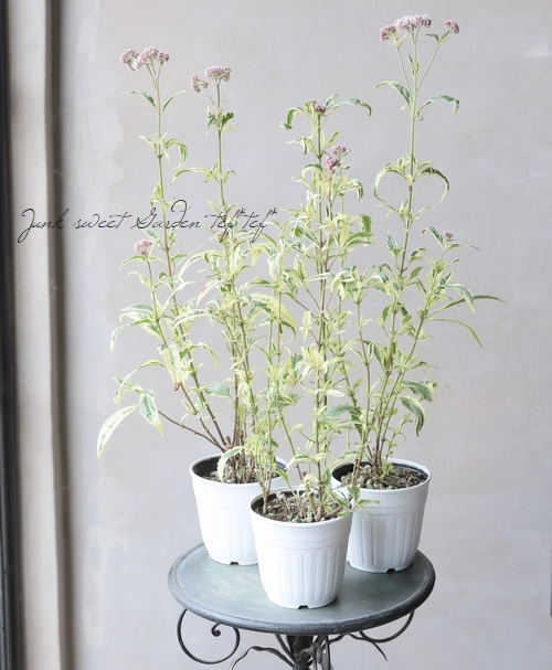 斑入り 『フジバカマ』 | すべての商品 | | Junk sweet Garden tef*tef*