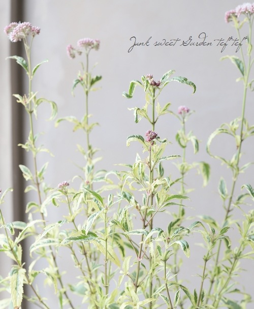 確認用　フジバカマ　斑入り　2ポット 斑入り 『フジバカマ』 | すべての商品 | | Junk sweet Garden tef*tef*