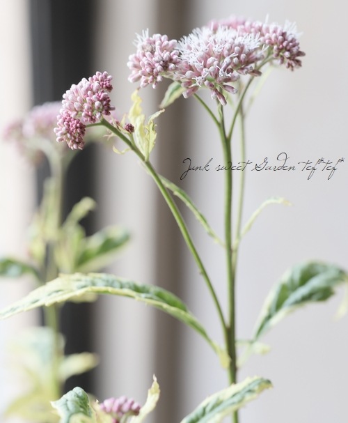 斑入り 『フジバカマ』 | すべての商品 | | Junk sweet Garden tef*tef*