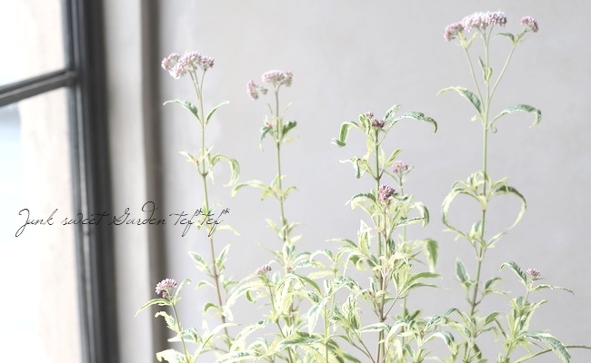 斑入り 『フジバカマ』 | すべての商品 | | Junk sweet Garden