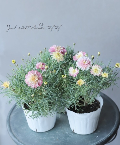 ★二度咲きの花 マーガレット・パージター　ハーレクイン　1984年発行★ ☆二度咲きの花 マーガレット・パージター ハーレクイン 1984年発行