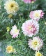 Ȭ�ź餭�ޡ�����å� �إ��ץꥳ�åȥ��֥�ʲ��ˡ� ���Ѥ�ꤹ�롪