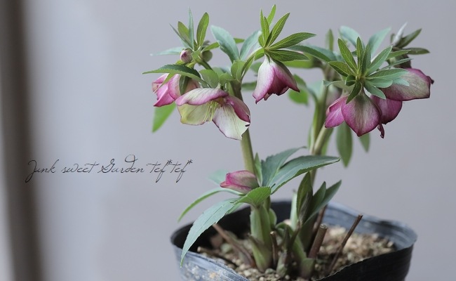 横山園芸】 クリスマスローズ 『プチドール』 【E】 | すべての商品