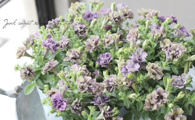 松原園芸オリジナル】 ペチュニア・ヴァンサンカン 『オーロラの