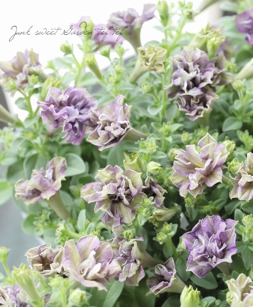 松原園芸オリジナル】 ペチュニア・ヴァンサンカン 『オーロラの