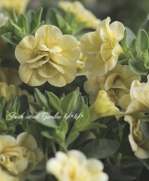 カリブラコア・ティエルノ 『ダブル・レモン』 | Flower Species