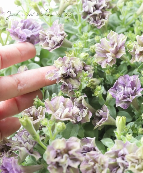 松原園芸オリジナル】 ペチュニア・ヴァンサンカン 『オーロラの