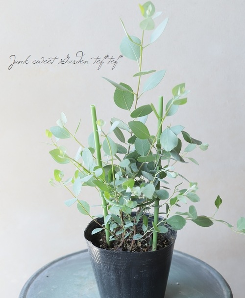 ユーカリ 『品種名不明』 ギリー？ | すべての商品 | | Junk sweet