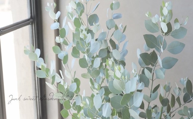 ユーカリ 『品種名不明』 ギリー？ | すべての商品 | | Junk sweet