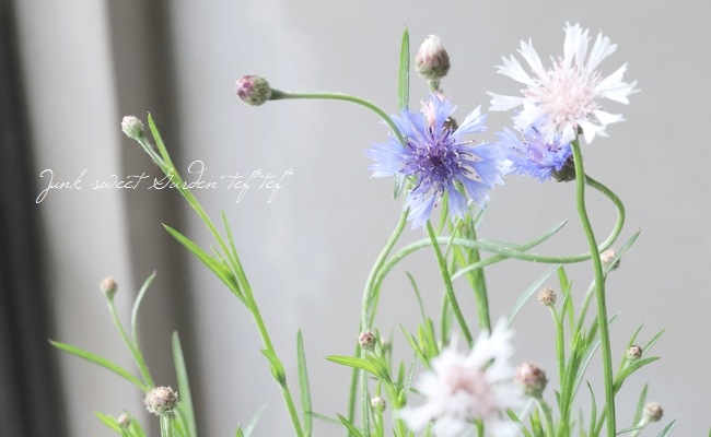 セントーレア (矢車草) 『ライトピンク×ブルー』 | すべての商品