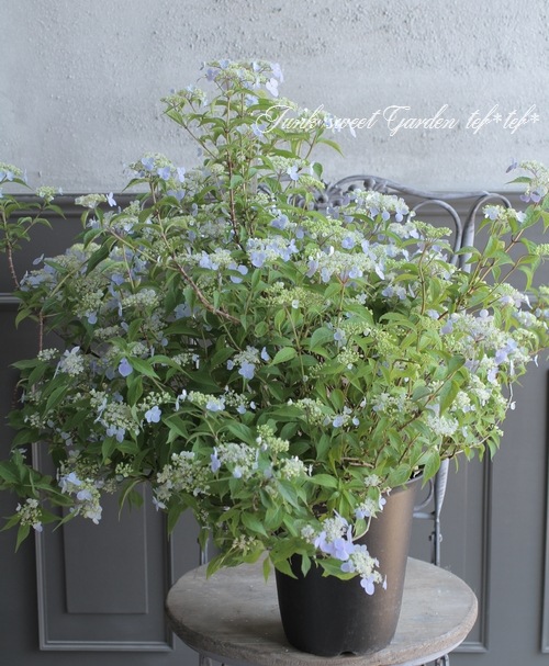 イザヨイ 山紫陽花 『伊予の五月雨 -イヨノサミダレ-』 | すべての商品 | | Junk