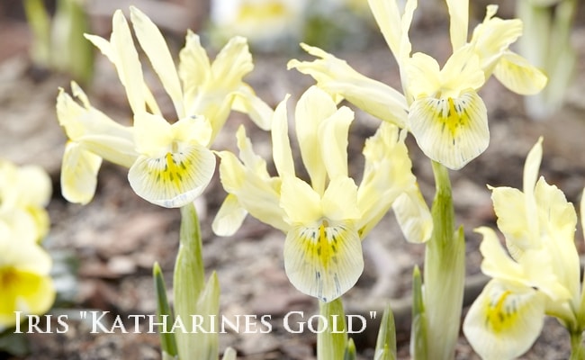 球根】 早咲きアイリス 『キャサリンゴールド』 | 球根 | | Junk sweet