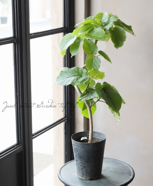 観葉植物 フィカス ウンベラータ 曲がり仕立て すべての商品 Junk Sweet Garden Tef Tef