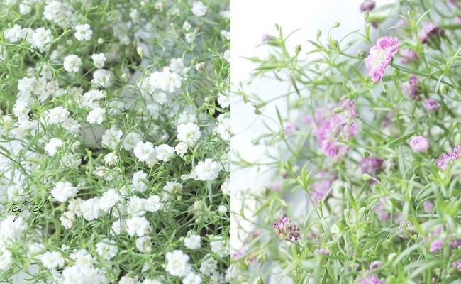 カスミソウ様 カスミソウ | 花き | 製品情報 | 住化農業資材株式会社 種苗部