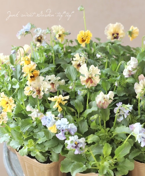 ○育種家ビオラ 『レディ』 | すべての商品 | | Junk sweet Garden tef