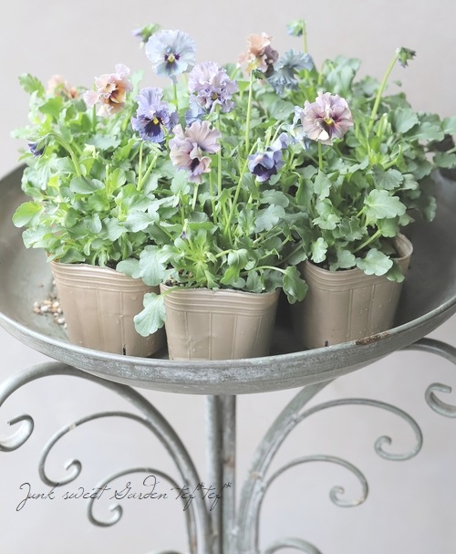 ○育種家ビオラ 『レディ』 | すべての商品 | | Junk sweet Garden tef