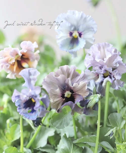 ○育種家ビオラ 『レディ』 | すべての商品 | | Junk sweet Garden tef