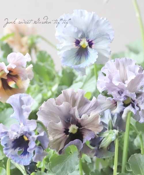 ○育種家ビオラ 『レディ』 | すべての商品 | | Junk sweet Garden tef