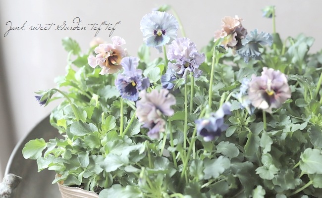 ○育種家ビオラ 『レディ』 | すべての商品 | | Junk sweet Garden tef