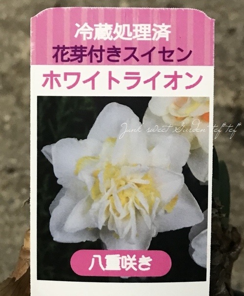 �������󡡡إۥ磻�ȥ饤����١�