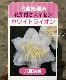 �������󡡡إۥ磻�ȥ饤����١�
