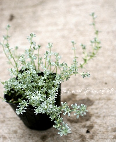 �إ�������������ƥ������١�