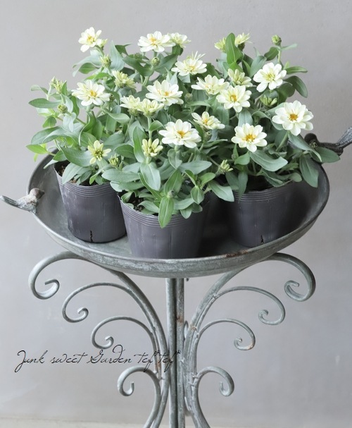 八重咲き！ジニア・プロフュージョン 『ダブルホワイト』 | すべての