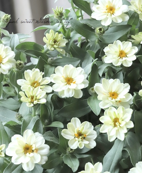 八重咲き！ジニア・プロフュージョン 『ダブルホワイト』 | すべての