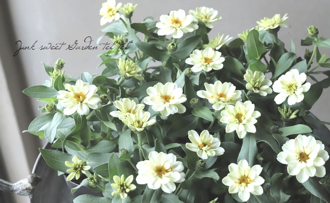 白無垢御所車と草花C2 八重咲き！ジニア・プロフュージョン 『ダブルホワイト』 | すべての