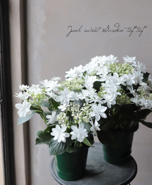 紫陽花 『ウェディングドレス』 | Flower Species,アジサイ | | Junk