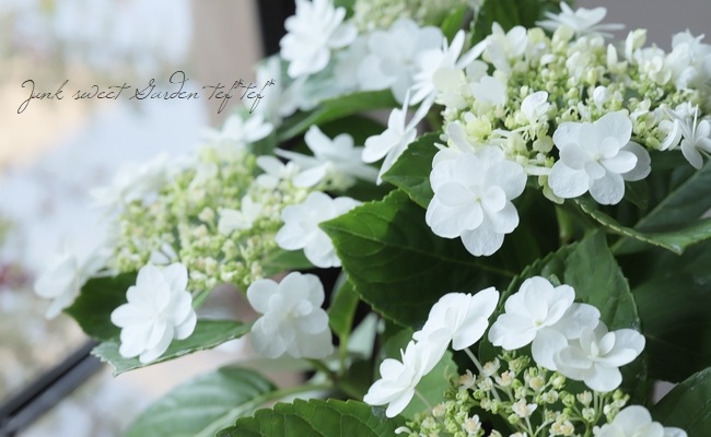 紫陽花 『ウェディングドレス』 | Flower Species,アジサイ