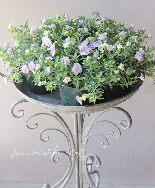 ���֥餵��Υ���֥饳�����إ��֥�ƥ������