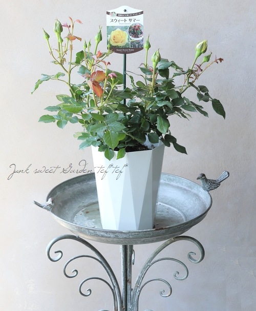 バラ苗・ガーデンローズ 『スウィートサマー』 | すべての商品