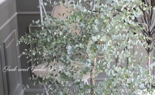 ユーカリ 『グニー』 一本立ち・特大株！ | すべての商品 | | Junk