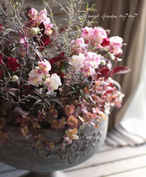 銅葉キンギョソウ 『ブロンズドラゴン』 | すべての商品 | | Junk