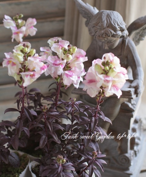 銅葉キンギョソウ 『ブロンズドラゴン』 | すべての商品 | | Junk