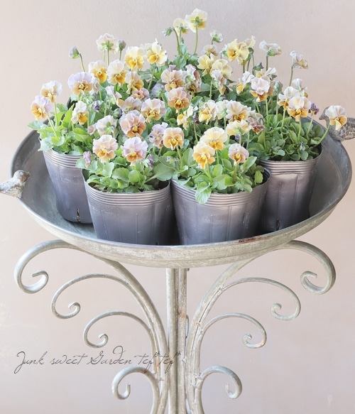 ▽【LUXURY SELECTION】tef*tef*オリジナル ビオラ 『フロモカ