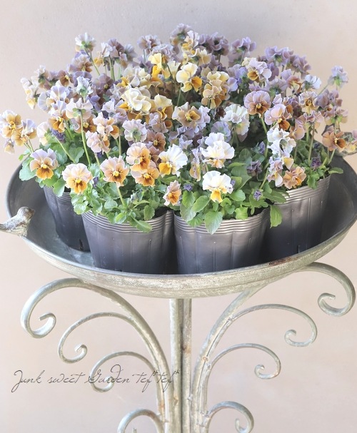 ▽【LUXURY SELECTION】tef*tef*オリジナル ビオラ 『フロモカ