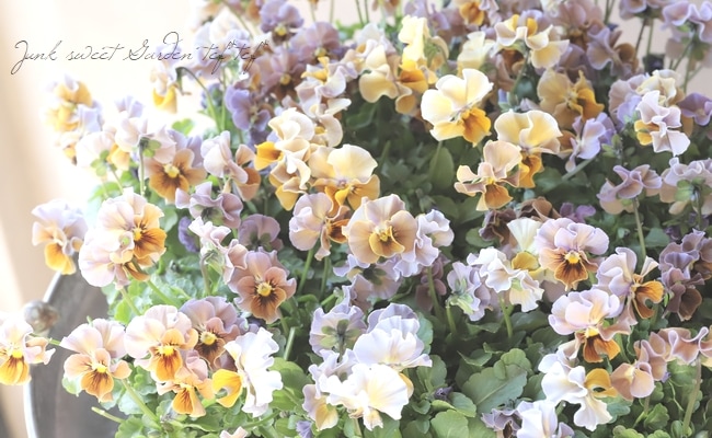 ▽【LUXURY SELECTION】tef*tef*オリジナル ビオラ 『フロモカ