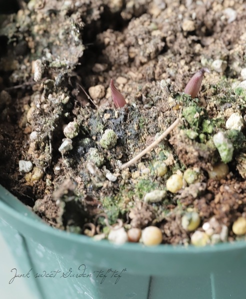 �۷�����ޥ�������������ʷϡ��ض���١����޺餭