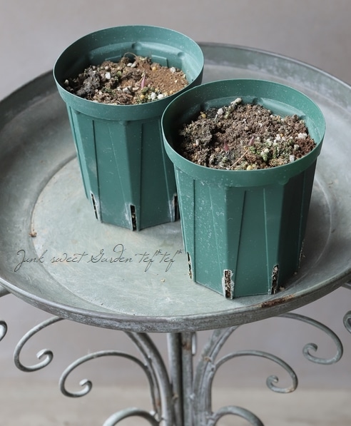 壷型クレマチス・ヴィオルナ系 『桐壺』 新枝咲き | すべての商品