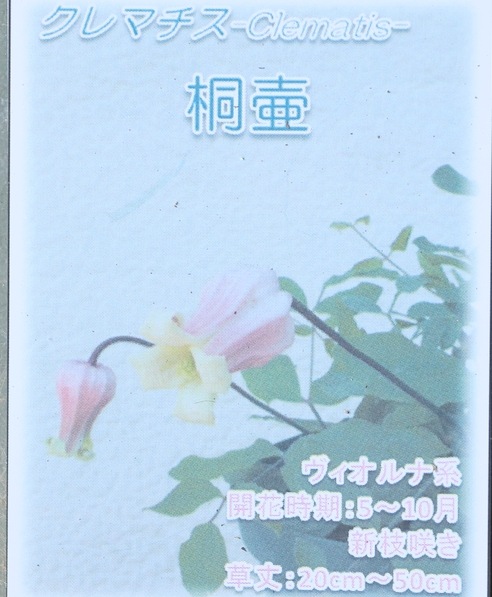 壷型クレマチス・ヴィオルナ系 『桐壺』 新枝咲き | すべての商品
