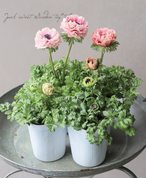 アネモネ　デュフ 神花園さんオリジナル】 八重咲きアネモネ 『シフォンダブル』 【D