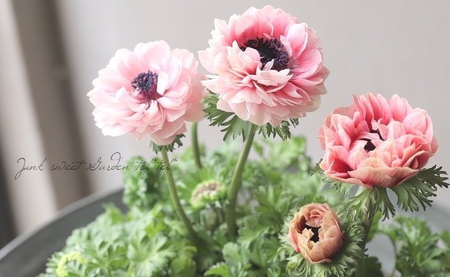 317　アネモネ 神花園さんオリジナル】 八重咲きアネモネ 『シフォンダブル』 【D