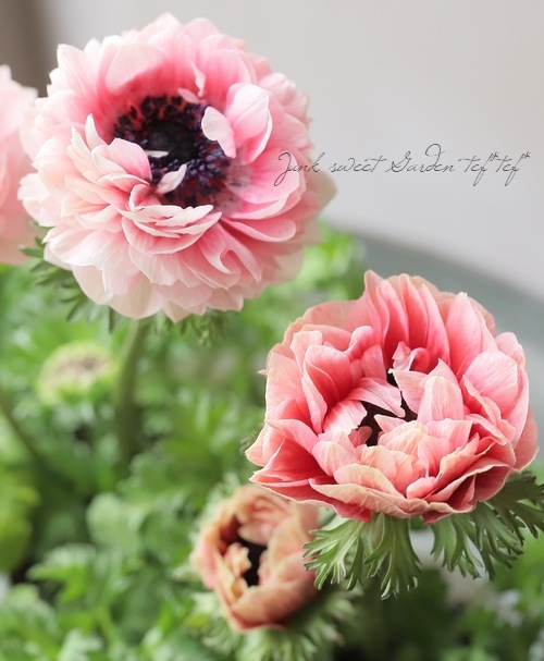 アネモネ　デュフ 神花園さんオリジナル】 八重咲きアネモネ 『シフォンダブル』 【D